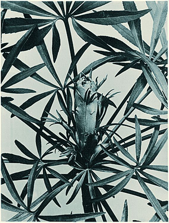 Albert Renger-Patzsch - 3 Bll. Pflanzenstudien: Helleborus foetidus. Ananassa sativa. Euphorbia clava