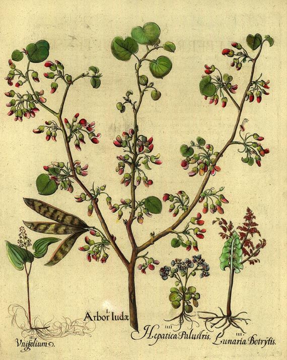  Blumen und Pflanzen - Arbor Judae/Judasbaum.