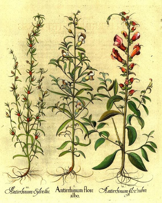 Blumen und Pflanzen - Antirrhinum flore albo/Garten-Löwenmaul.