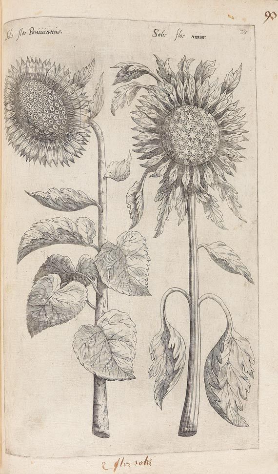 Emanuel Sweertius - Florilegium. 1612 - Weitere Abbildung