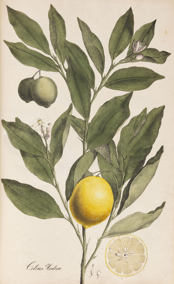 Theodor Friedrich Ludwig Nees von Esenbeck - Plantae officinales medicinales. 1828.