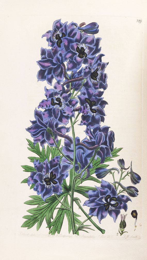 Robert Sweet - British Flower Garden. 1823-38. 7 Bde.
