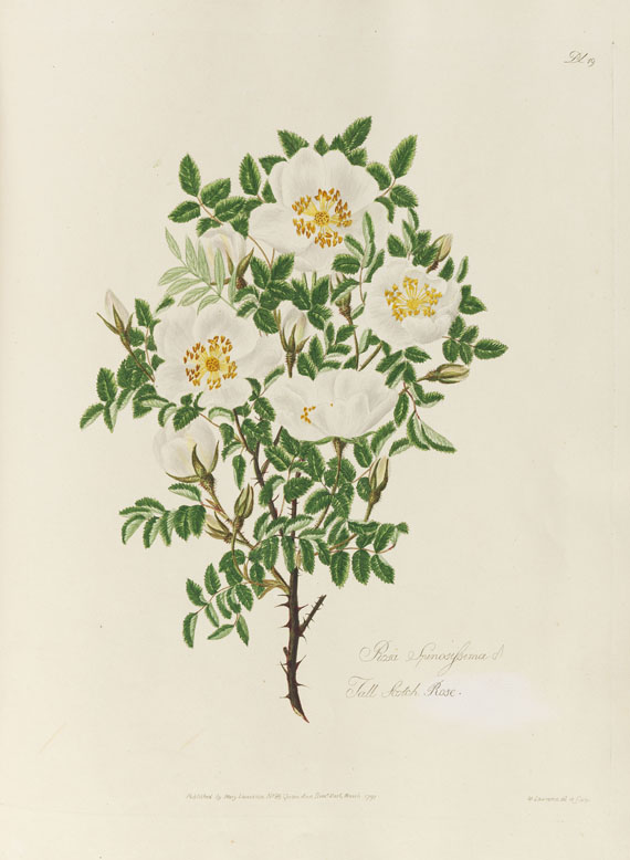 Mary Lawrance - A collection of roses. 1799. - Weitere Abbildung