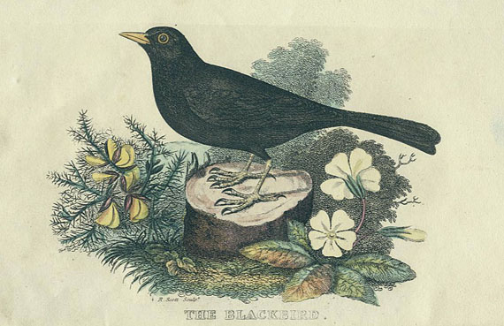 Syme, Patrick - British song-birds. 1823.