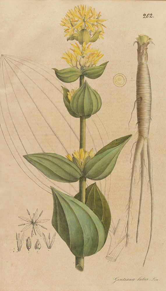 Theodor Friedrich Ludwig Nees von Esenbeck - Plantae medicinales oder Sammlung offizineller Pflanzen. 1828. 2 Bde.