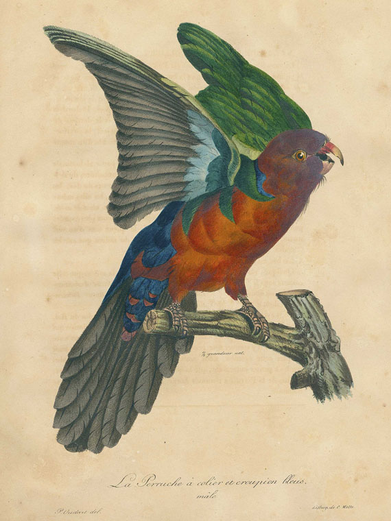 Louis Jean Pierre Vieillot - Galerie des Oiseaux. 1820