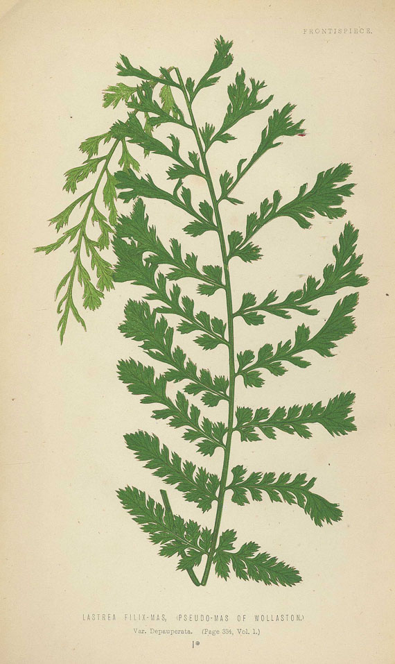 Edward Joseph Lowe - Ferns. + Johnson, Ferns + 1 Beig., zus. 4 Bde. 1855-67