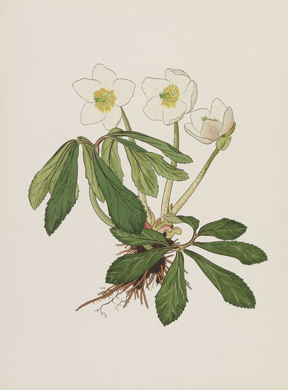 Josef Weisz - Blumen der Alpen. 4 Mappen.
