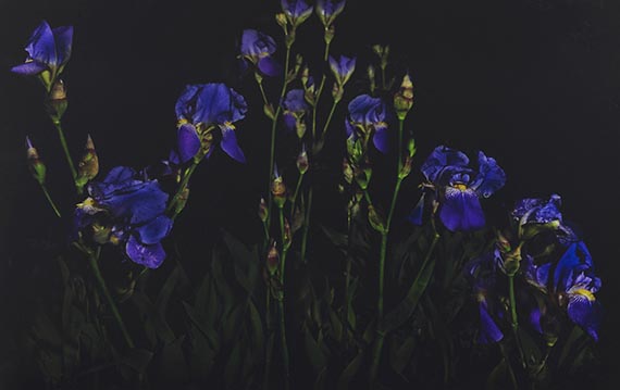 Castell - Blaue Lilien