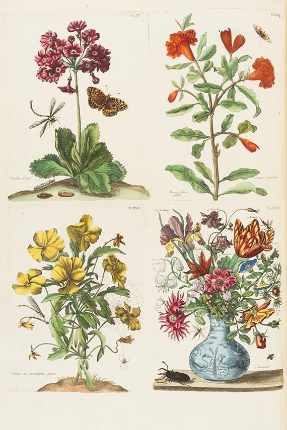 Maria Sibylla Merian - Histoire generale des insectes Surinam. Band II (von 3): Europe - Weitere Abbildung