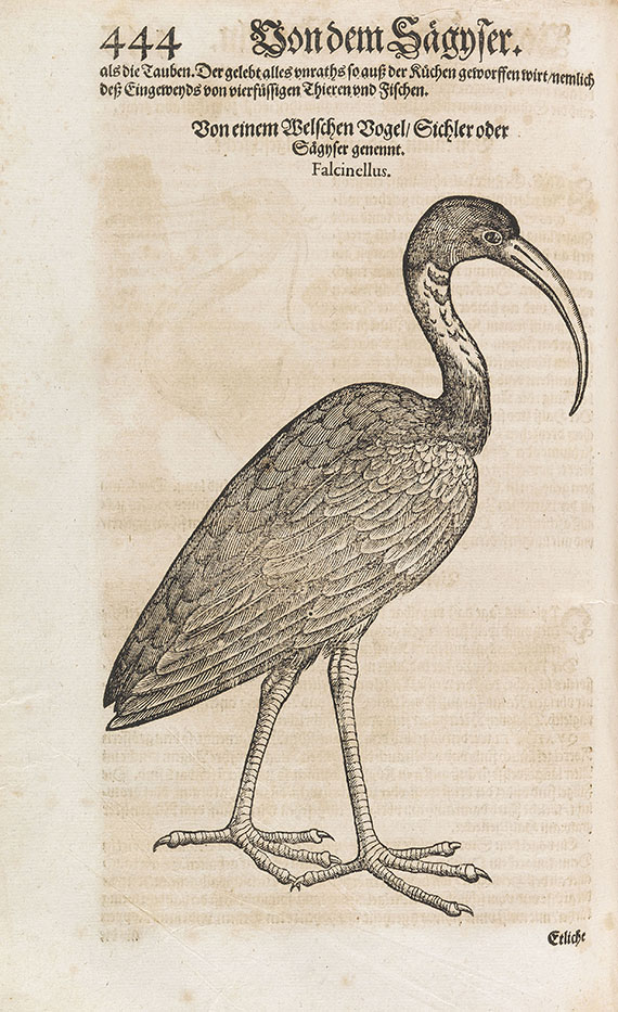 Conrad Gesner - Vogelbuch, Fischbuch und Schlangenbuch.