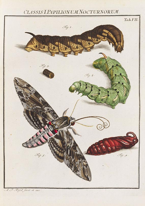 August Johann Rösel von Rosenhof - Insecten-Belustigung