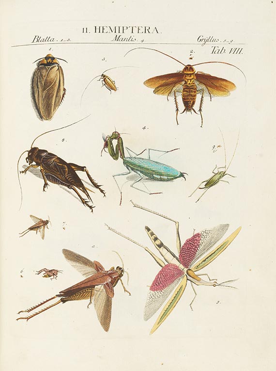 Johann Jacob Roemer - Genera insectorum. Auserwählte Schmetterlinge