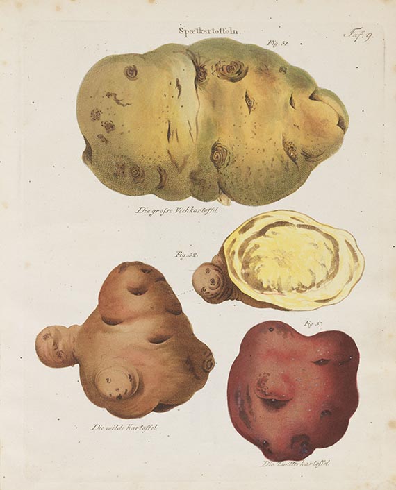 Carl Wilhelm Ernst Putsche - Versuch einer Monographie der Kartoffeln