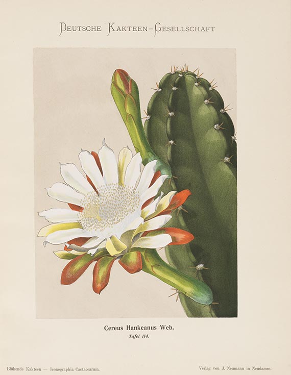 Karl Schumann - Blühende Kakteen