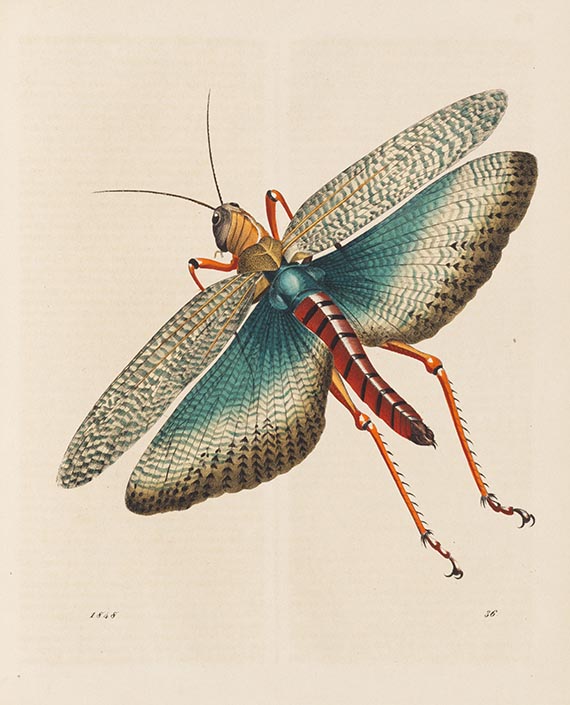   - Das Buch der Welt. (Später: Das illustrierte Buch der Welt)