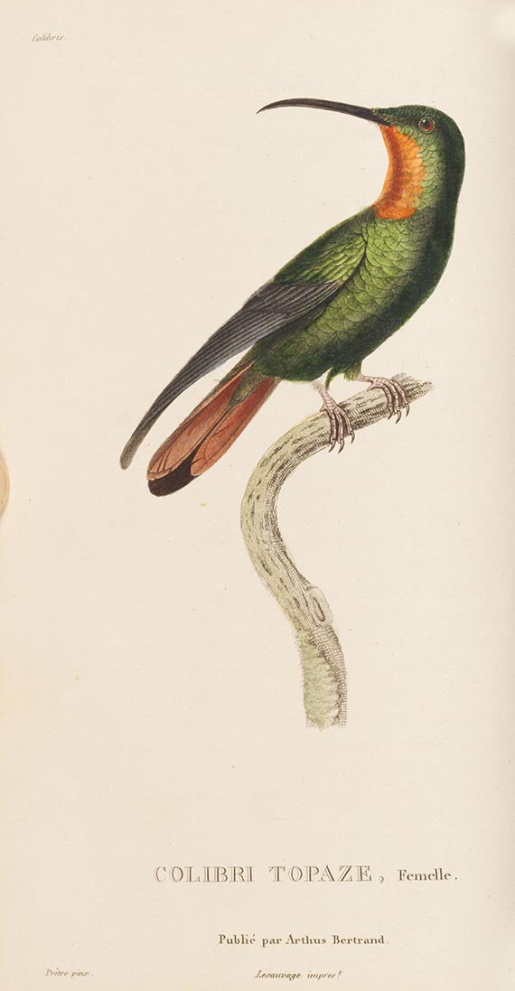 Réne Primevère Lesson - Histoire naturelle des colibris, suivie d'un supplement (&) Les trochilidées. 2 Werke