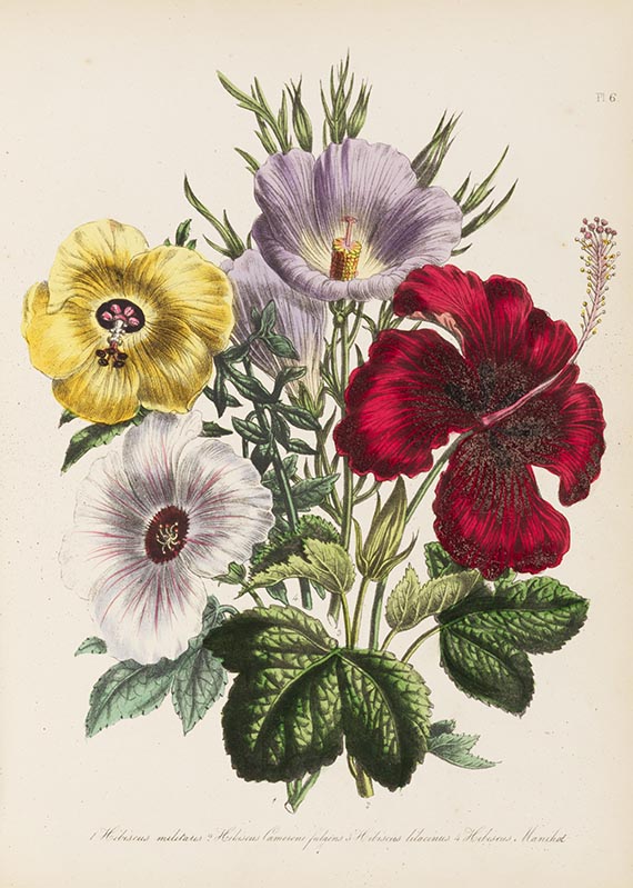 Jane C. Webb Loudon - The Ladies' Flower-garden. 4 Werke in 5 Bänden