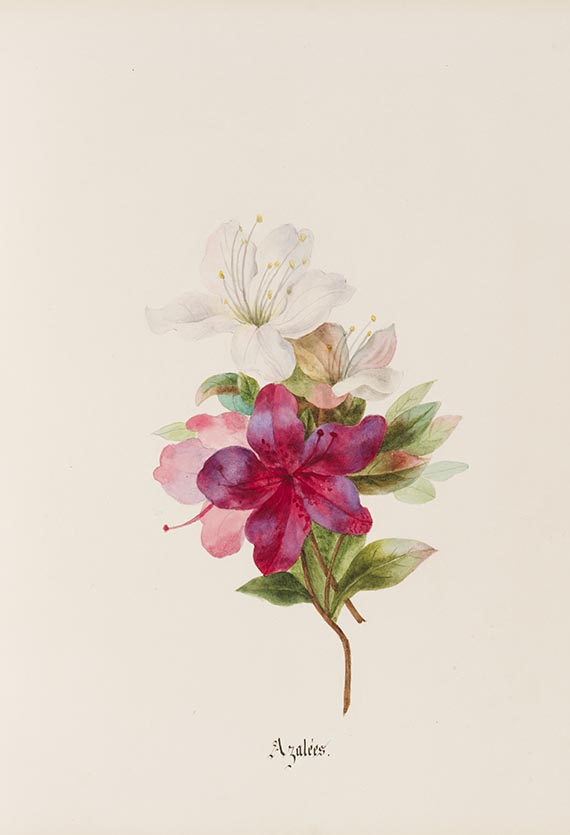 Ada Myers - Histoire Naturelle, Botanique