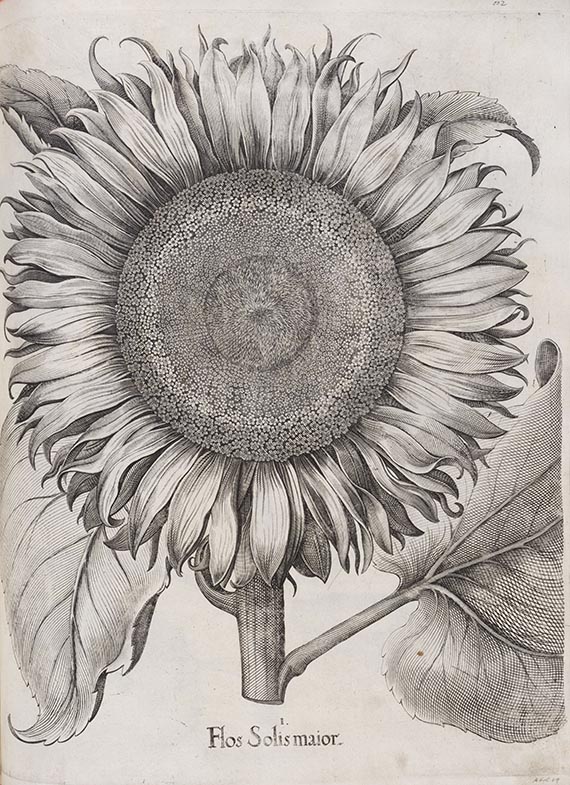 Basilius Besler - Hortus Eystettensis